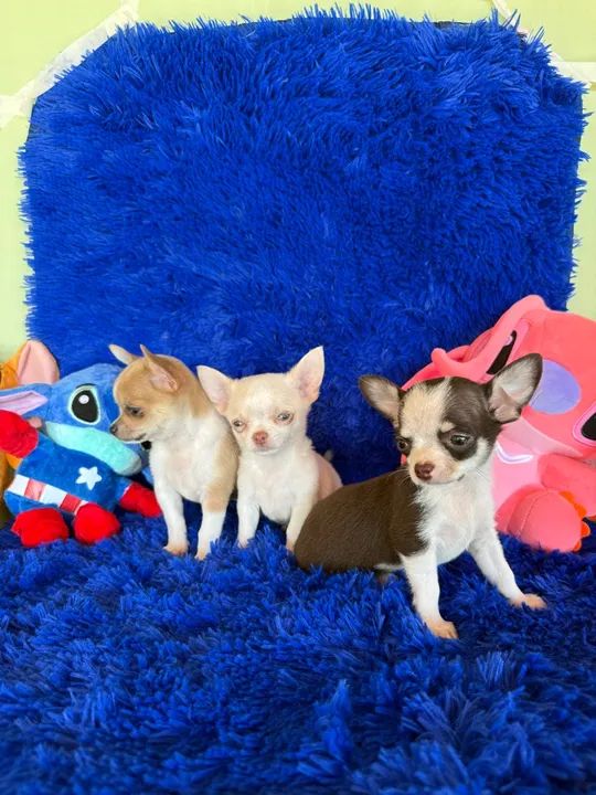 Chihuahuas miniaturas disponíveis  C/ pedigree 