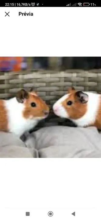 Porquinhos da índia a venda em rio claro sp