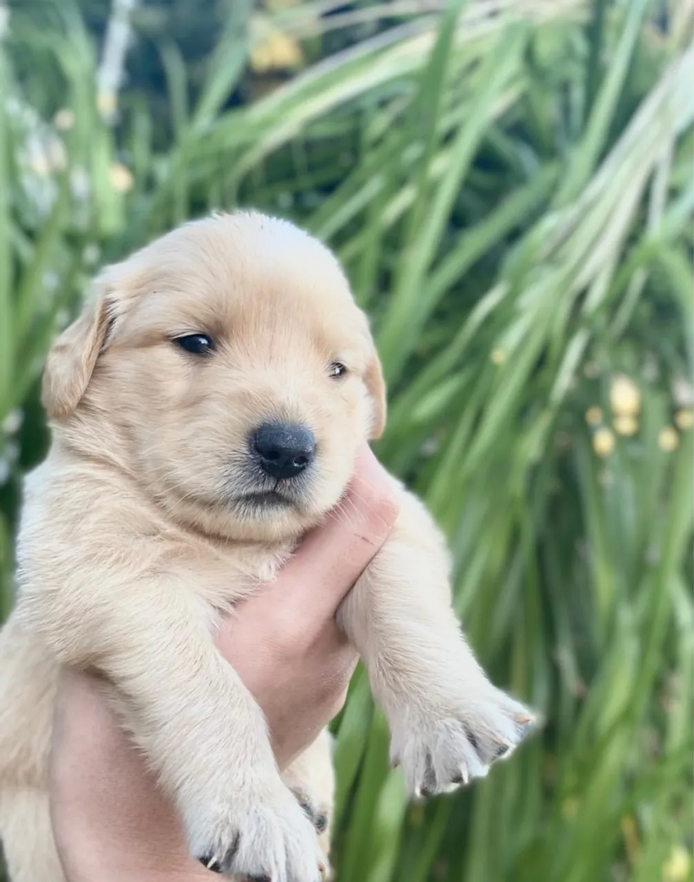 Filhote de Golden Retriever