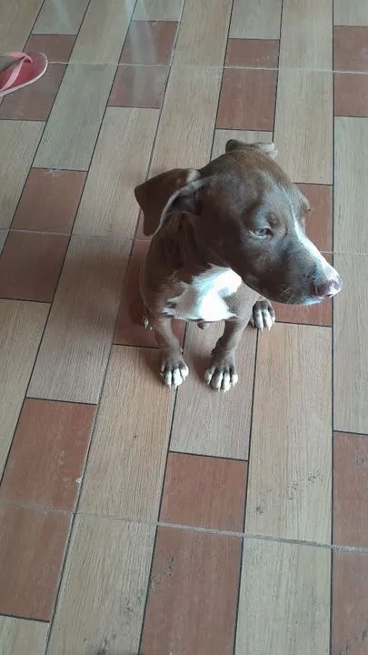 Filhote de cachorro - Foto 2