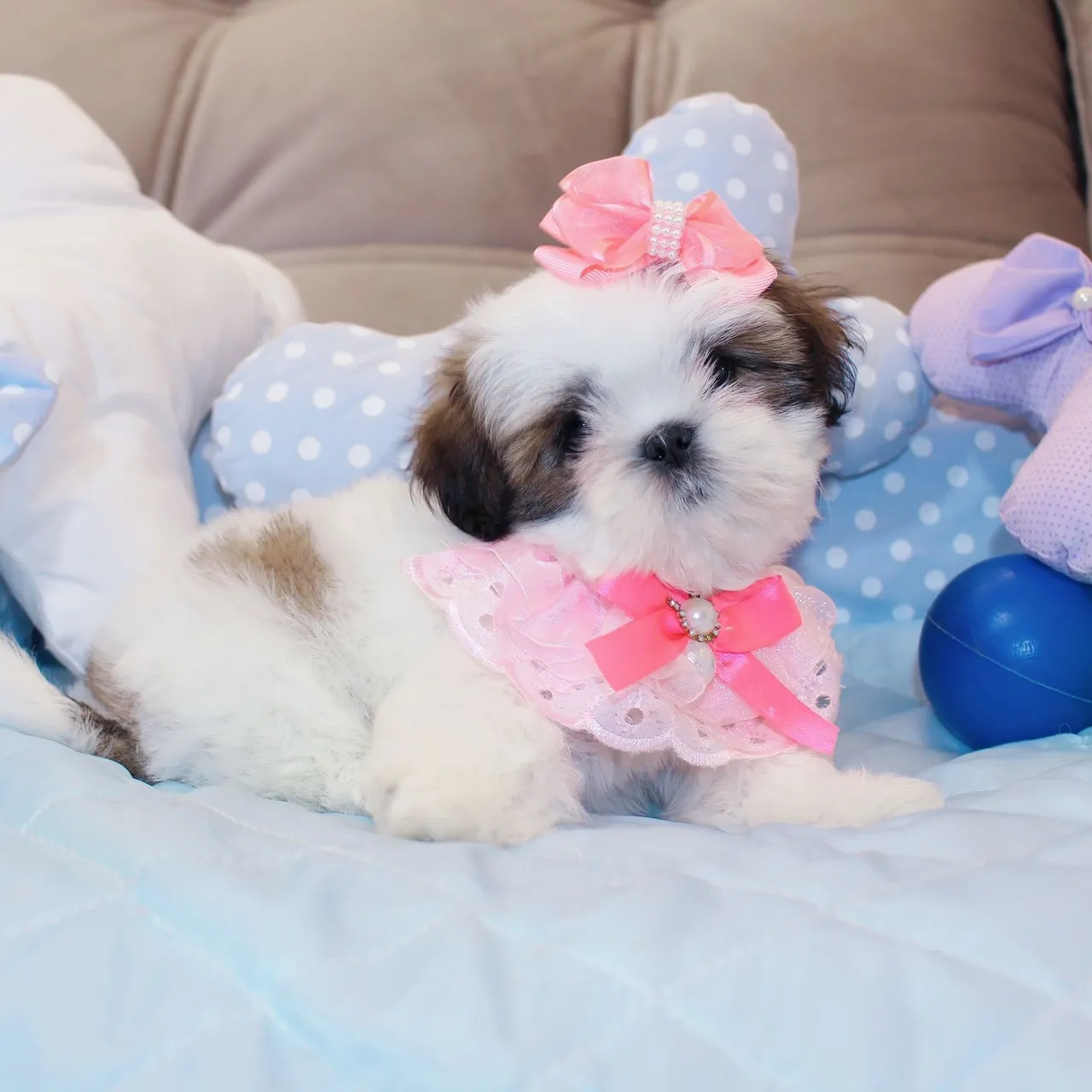 Filhote Shih Tzu Fêmea e macho 