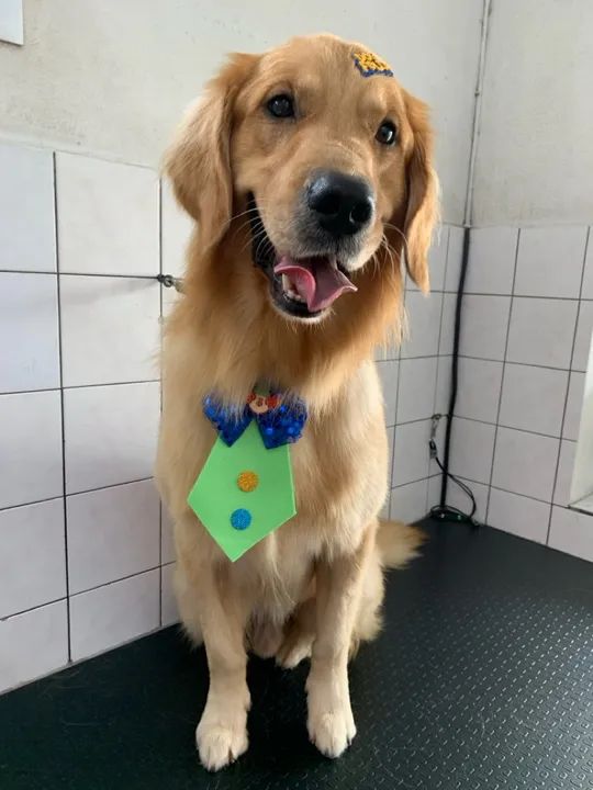 Golden Retriever Fofo para Adoção - Foto 2