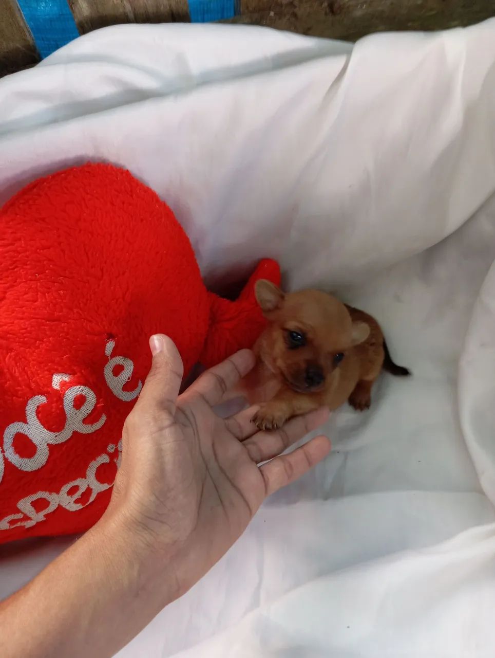 Filhotes de Pinscher  - Foto 4