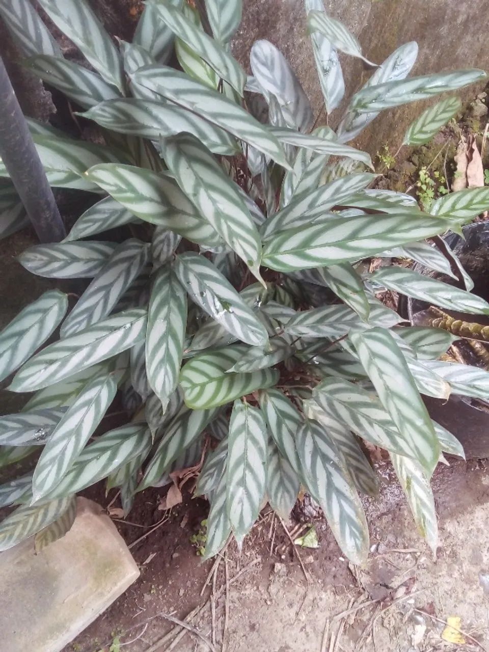 Maranta 