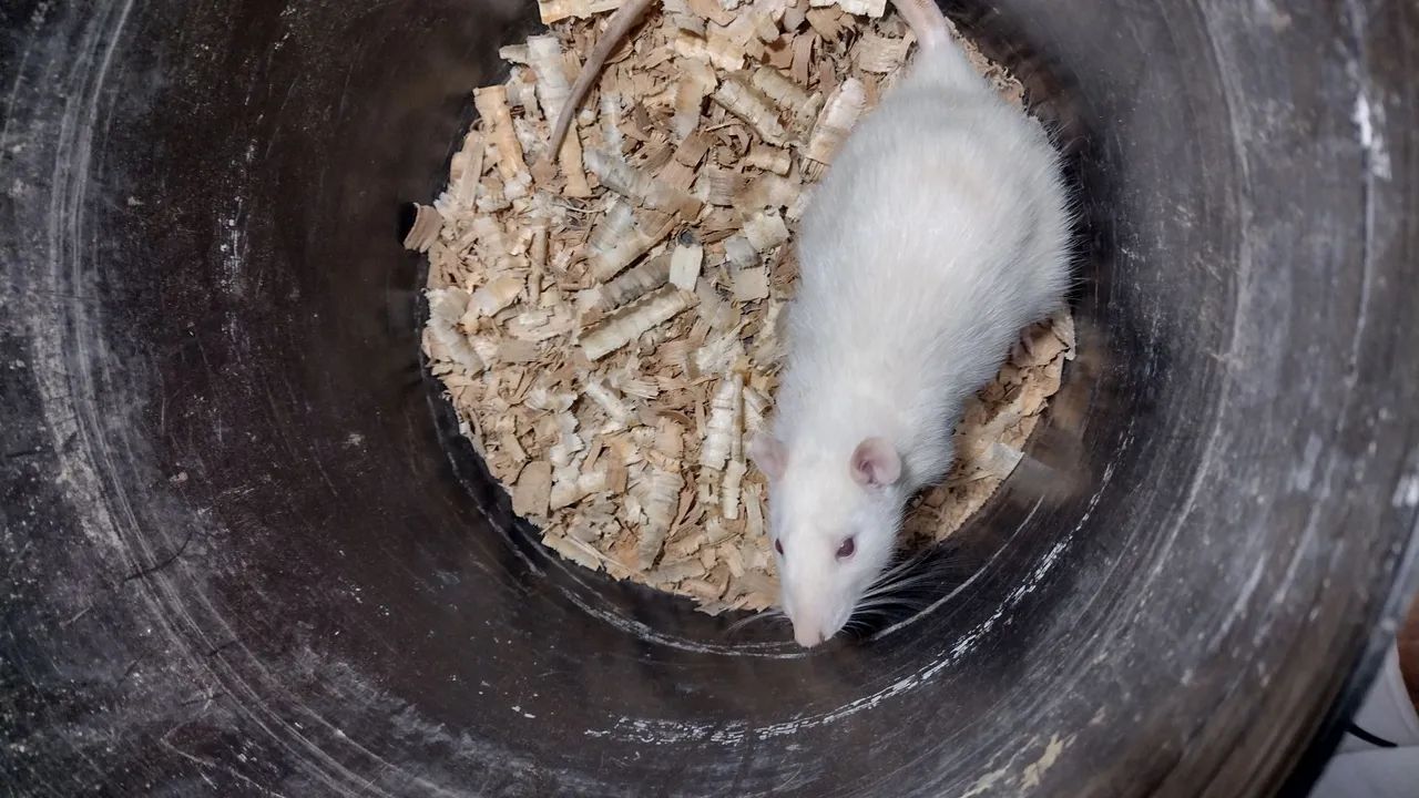 Twister grande adulto 