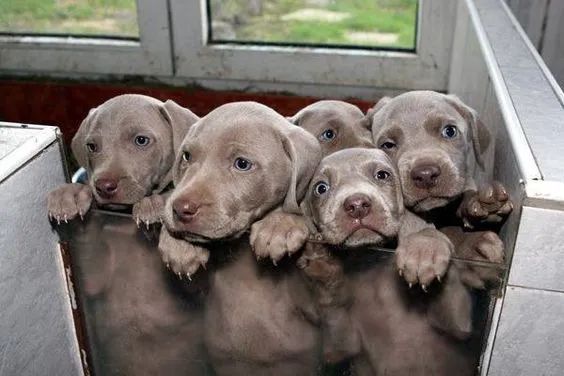 Weimaraner Machos e Fêmeas 