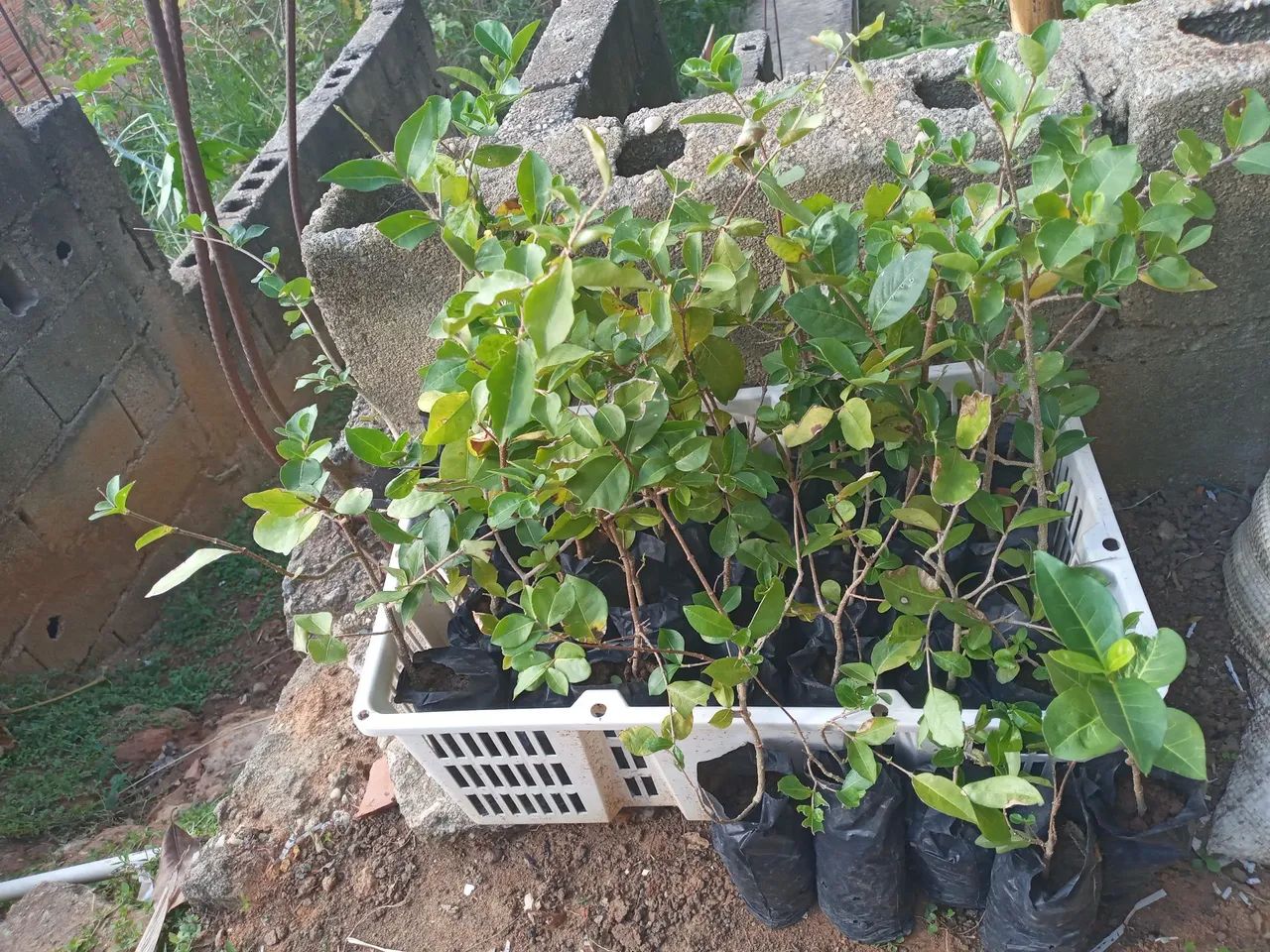Mudas de Acerola Plantas de Jardim