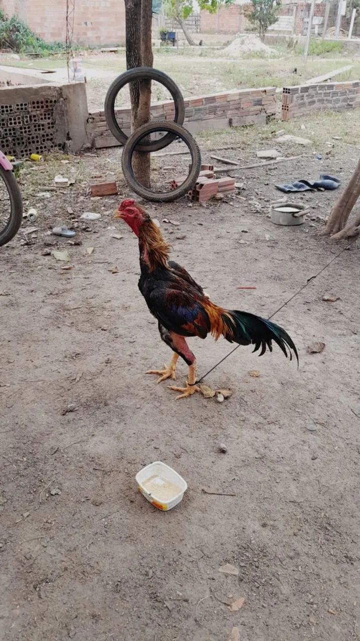 Galo indiano - Foto 2