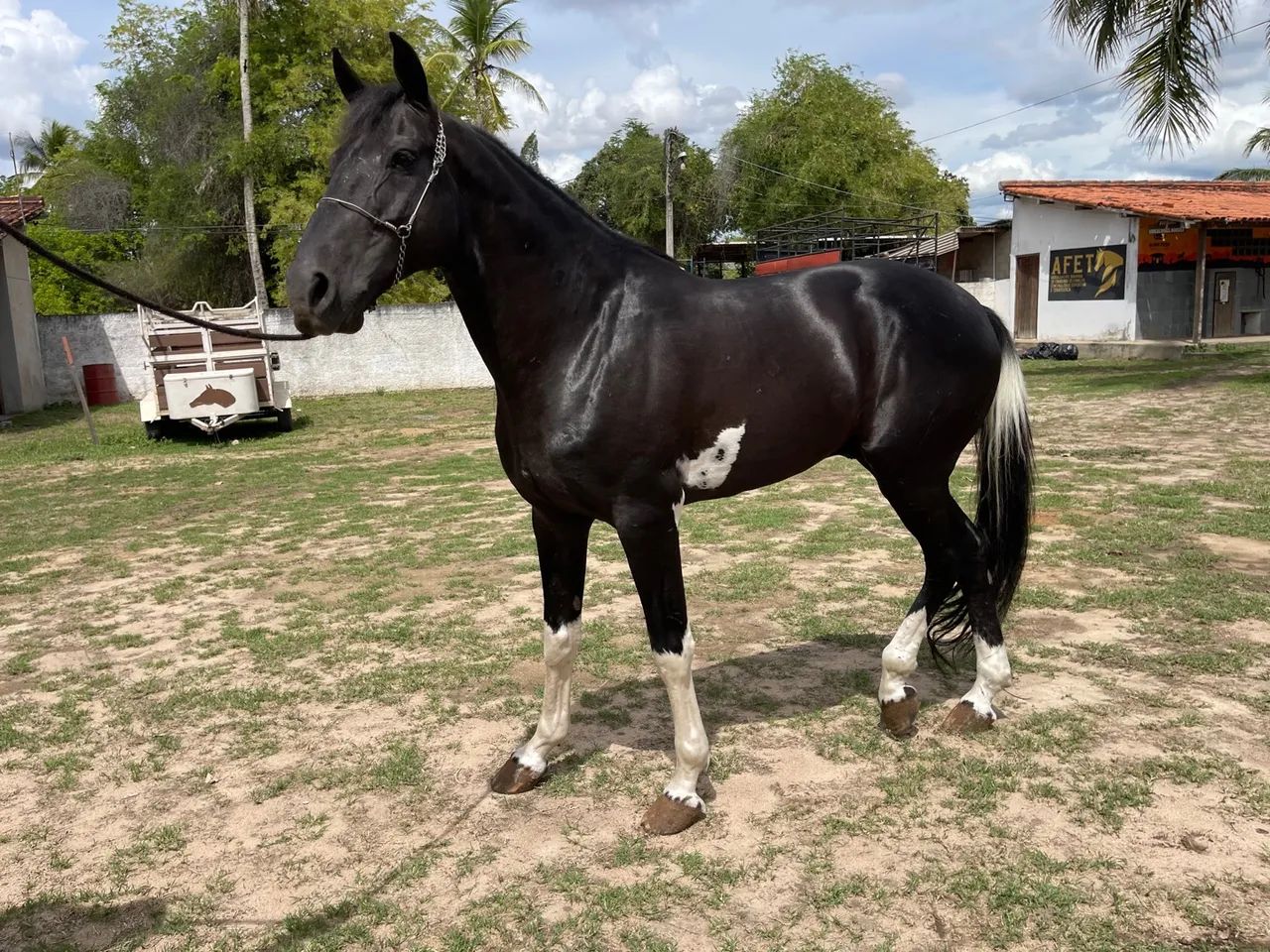 VENDO LINDO CAVALO PAMPA DE PRETO - Foto 4