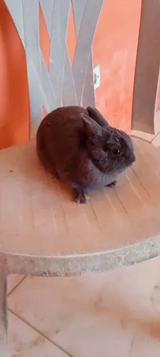 Coelha mini neterland  - Foto 2