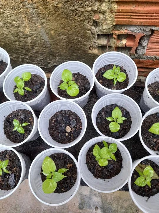 Muda de pimenta de cheiro  - Foto 2