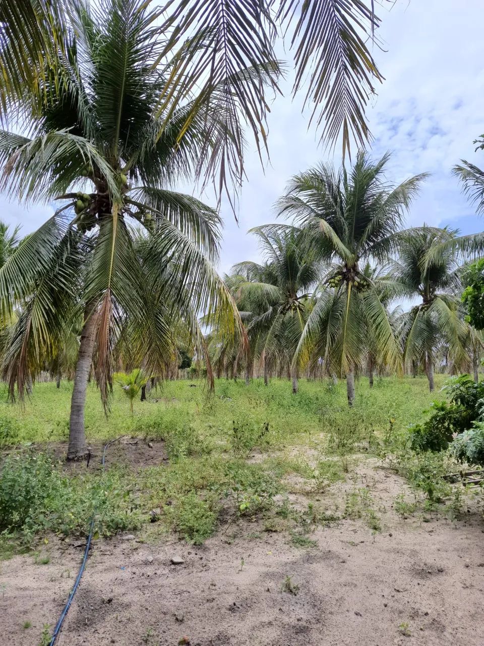 Ótima Granja com 16 hectares na região de Vera cruz - Foto 2