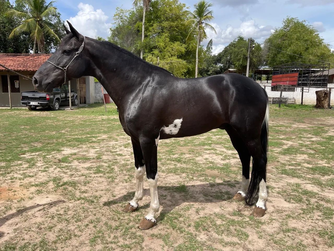 VENDO LINDO CAVALO PAMPA DE PRETO - Foto 3
