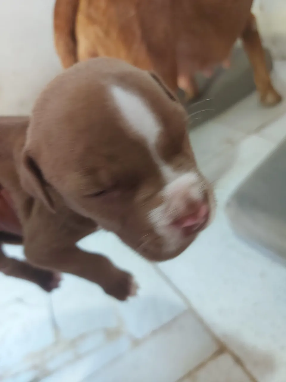 Filhote de Pitbull disponível!