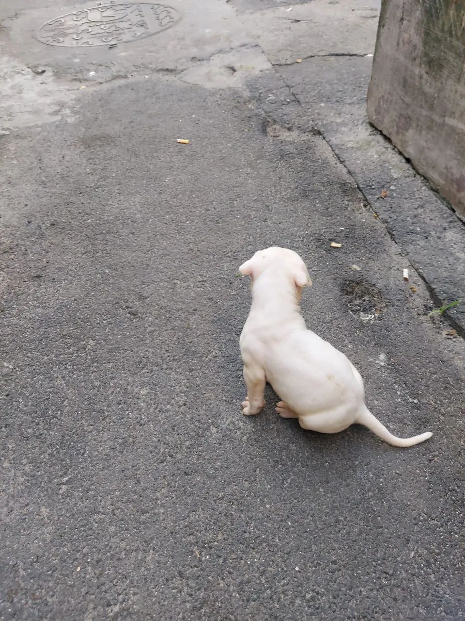 Filhote de pit monster  - Foto 2