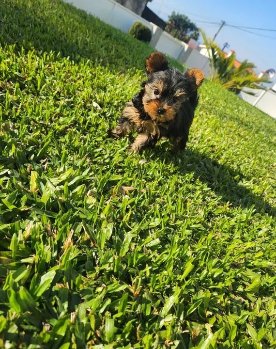 Yorkshire micro fêmea - Filhotes a venda em loja - Não fazemos doação - Contate - Foto 3