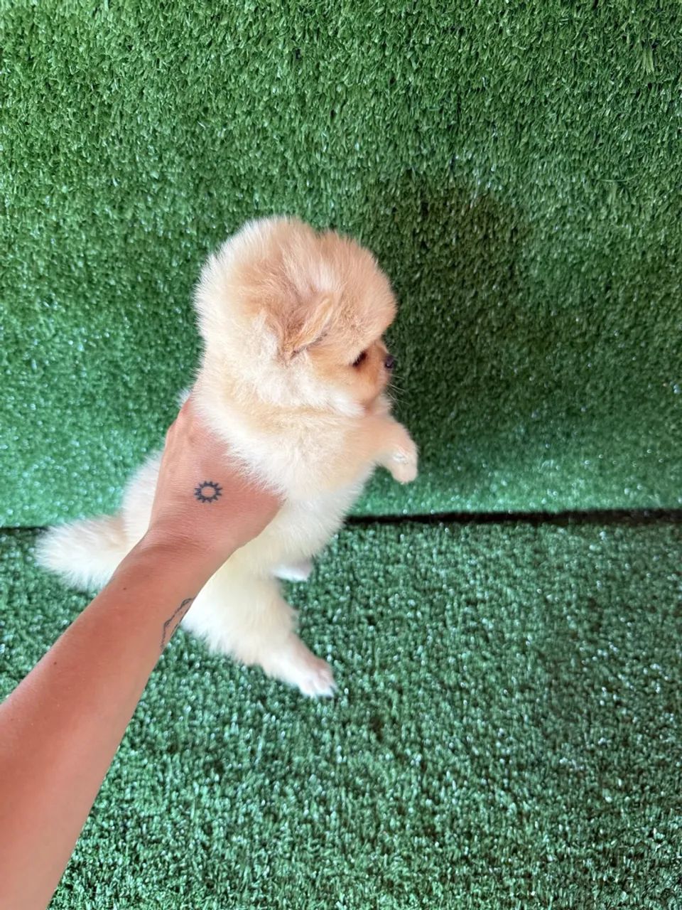 Lulu da pomerania mini  - Foto 4