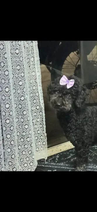 Poodle ?  - Foto 4