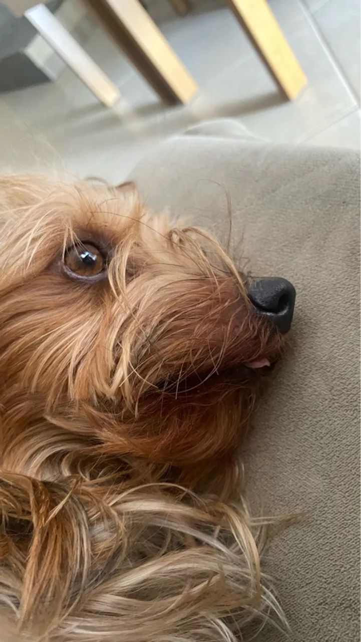 Yorkshire Terrier macho busca fêmea  - Foto 3