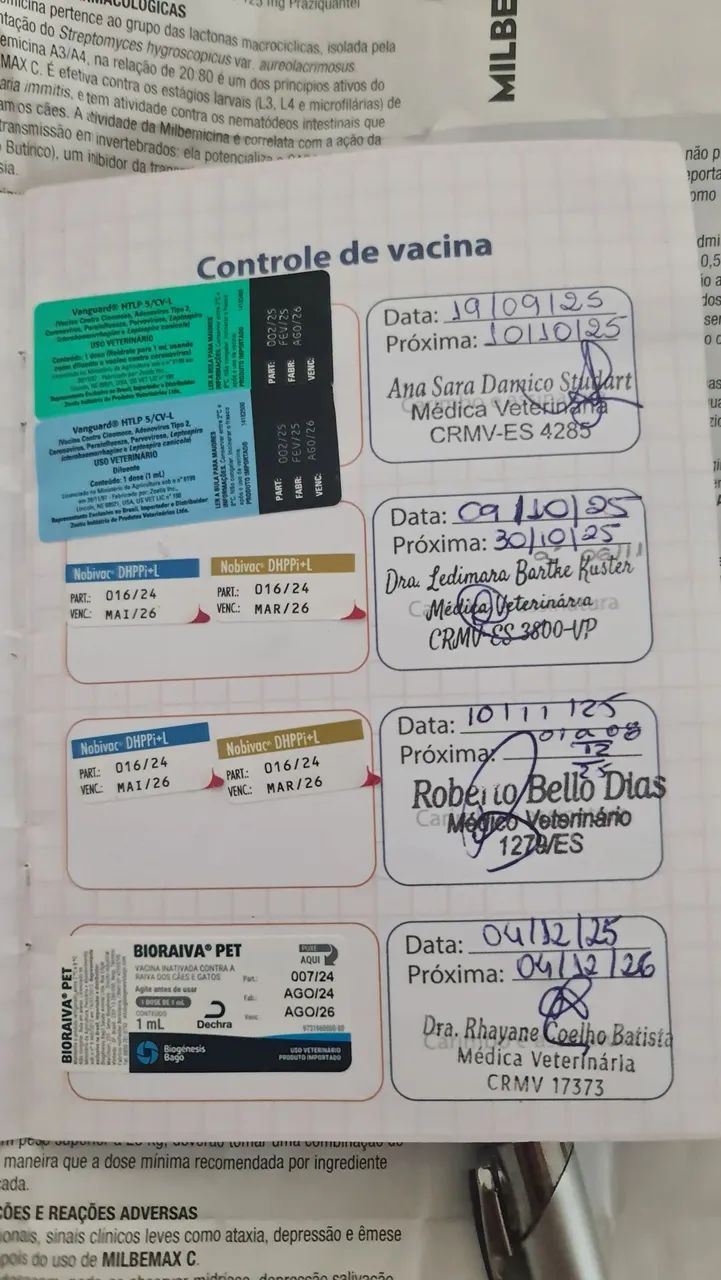 Filhote Dogue Alemão Fêmea Blue  - Foto 4