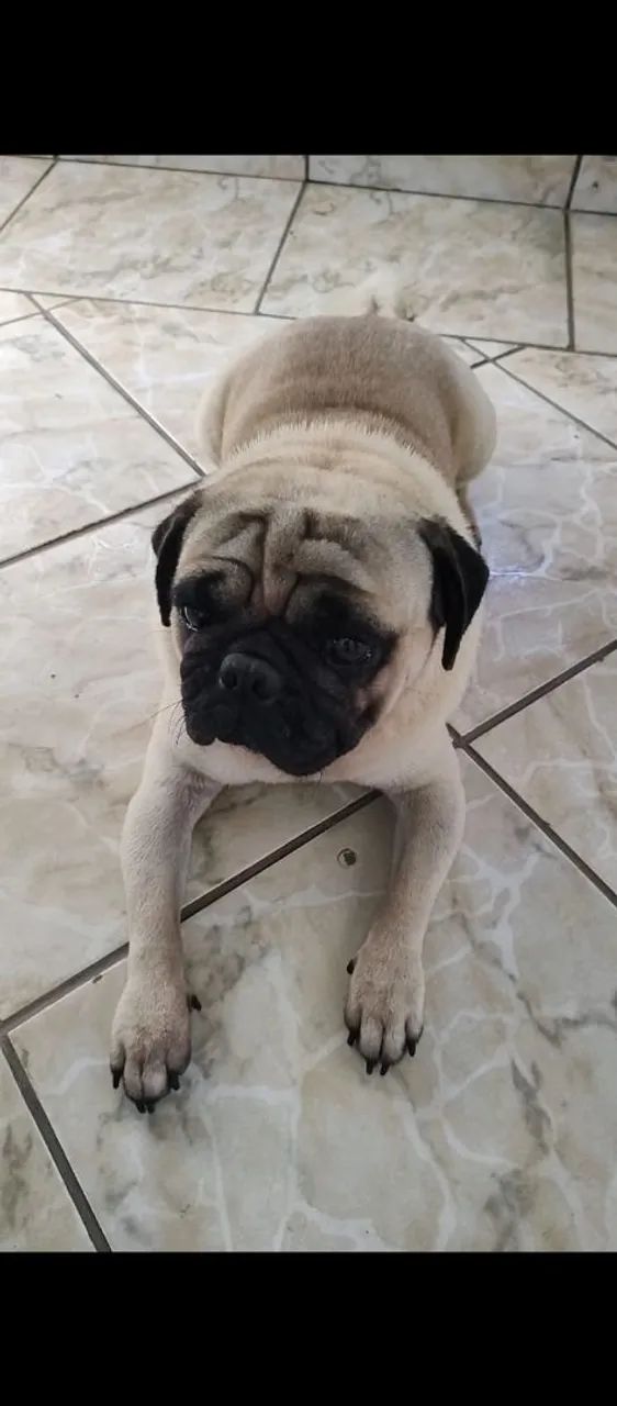 Pug macho para cruza  - Foto 2