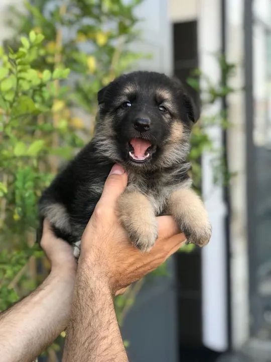 Pastor Alemão temos raças de micro, pequeno, medio e grade porte 