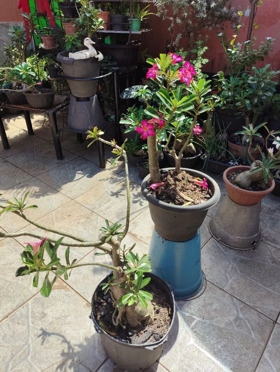 Rosas do deserto (variadas) + vaso