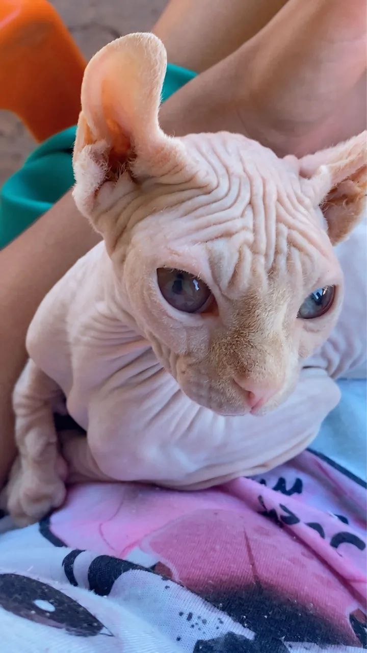 Sphynx - Foto 6