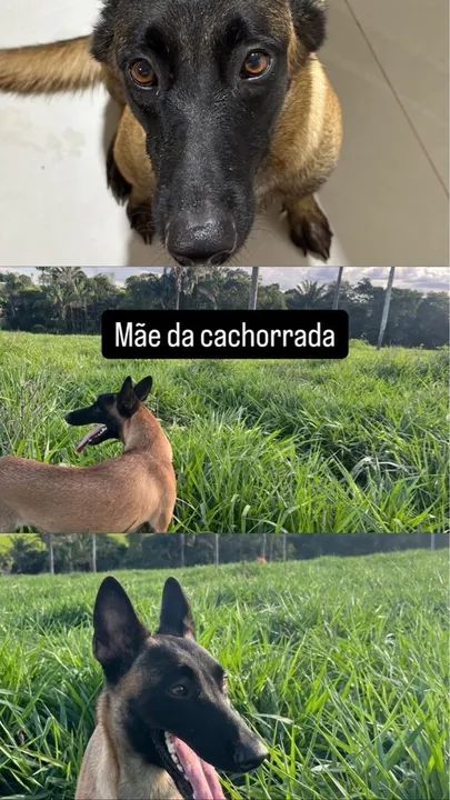 Filhotes de Pastor Belga Malinois - Foto 2