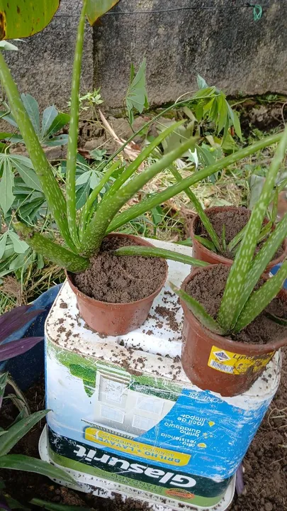 Aloe Vera em Vaso - Planta Medicinal