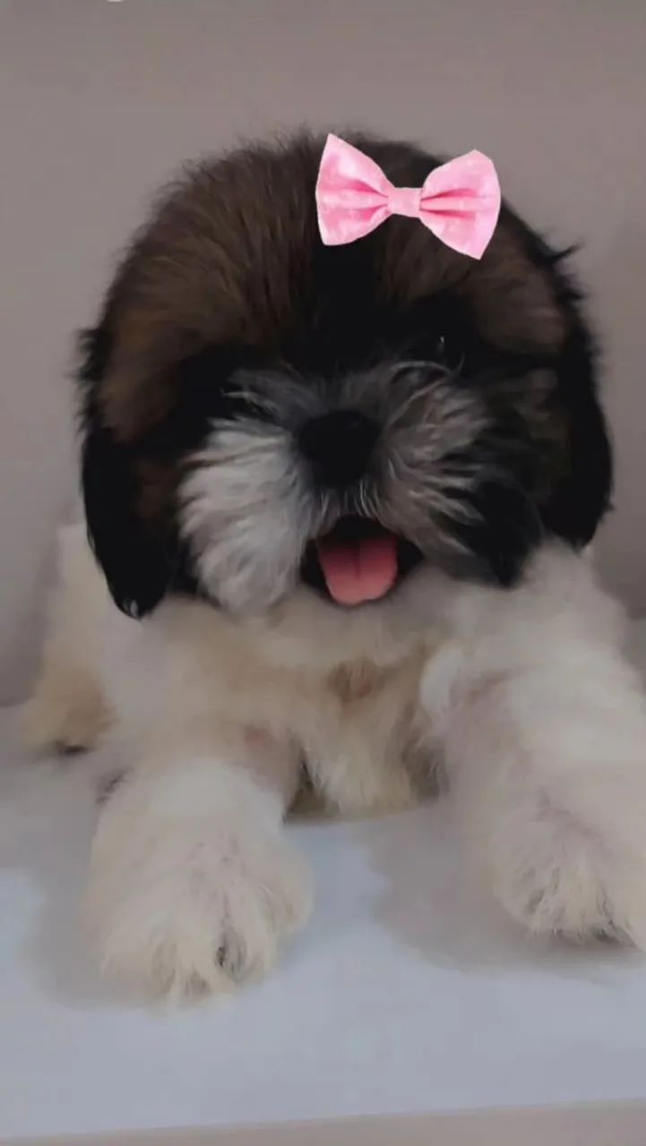 Filhote de Shih Tzu  - Foto 3