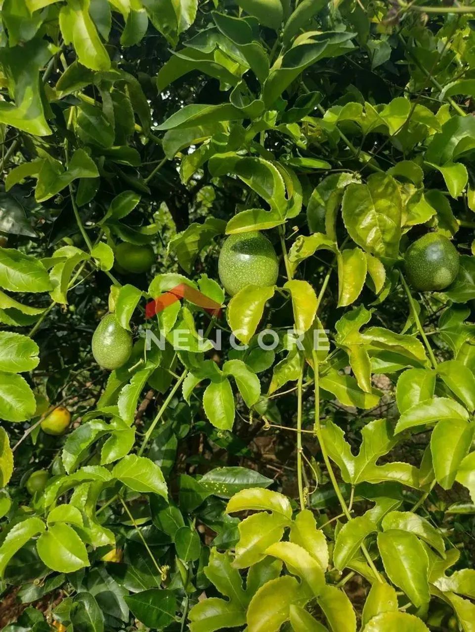 Chácara em estada descampado - barra grande - Adrianópolis/PR - Foto 2