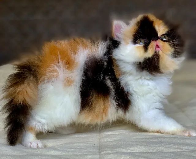 Show De Gata Persa filhote Feméa tricolor pelo longo extremadissima,C/55 Dias Super Linda.
