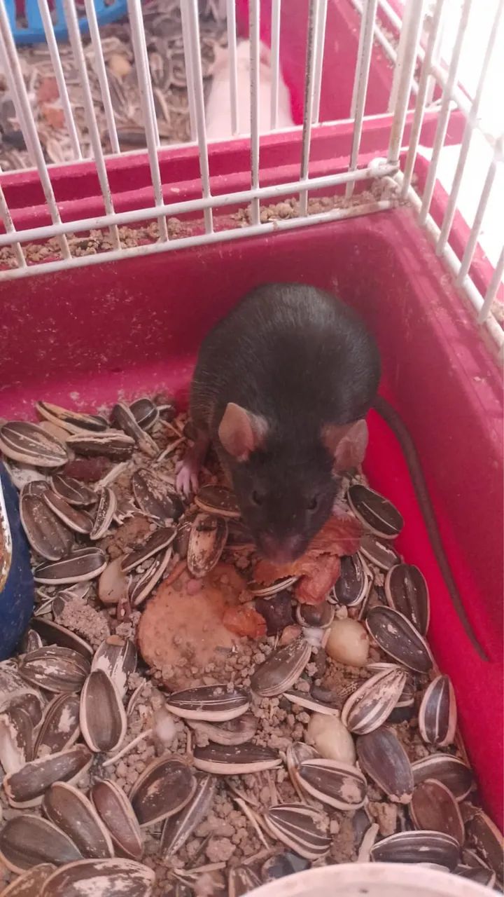 Camundongos adultos e filhotes  - Foto 3