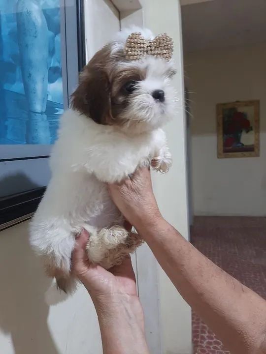 Shih Tzu Fêmea - Lindíssima!