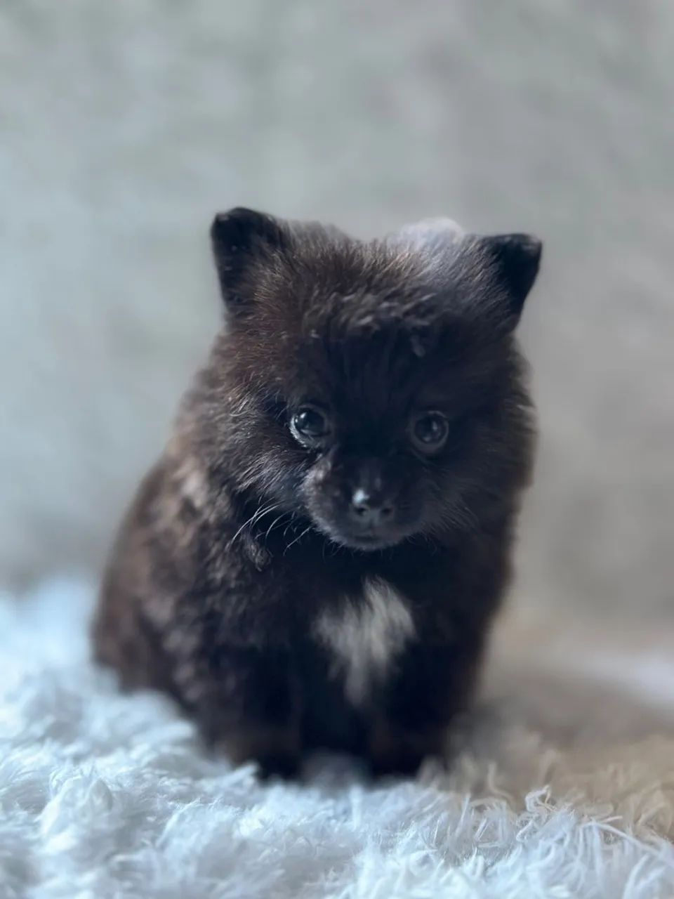 Lulu macho black anão  - Foto 2