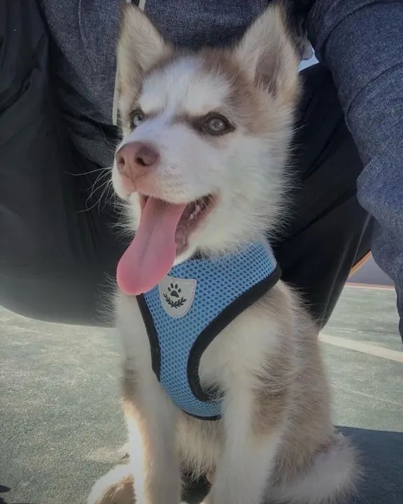 Husky Siberiano Adora Correr E Se Divertir Com Outros Cães.