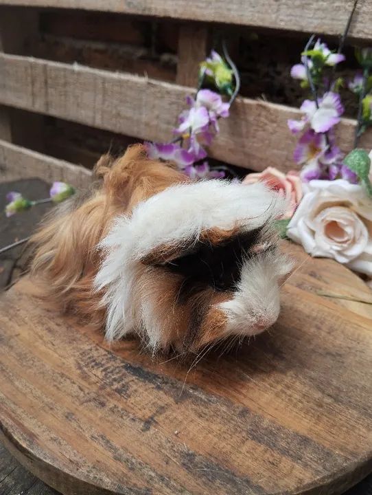 Linda fêmea de porquinho da índia fêmea  - Foto 6