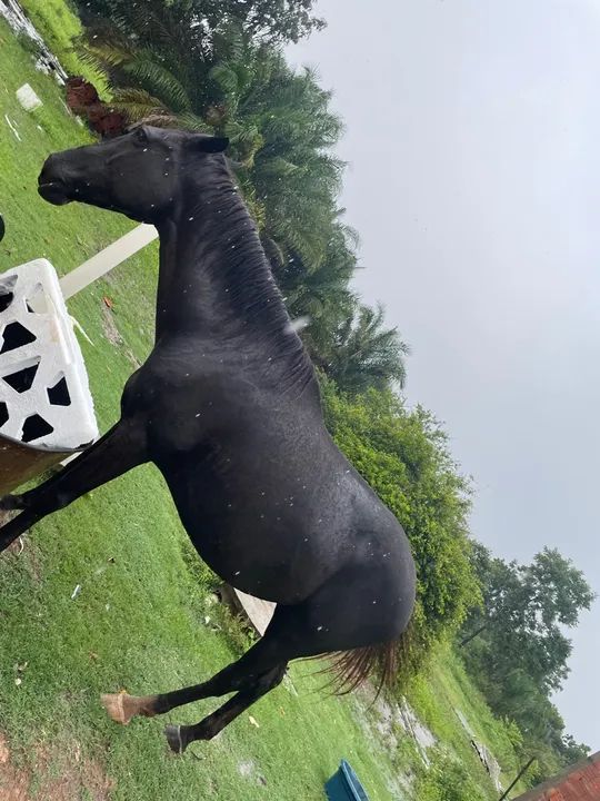 Vende - se éguas  - Foto 3