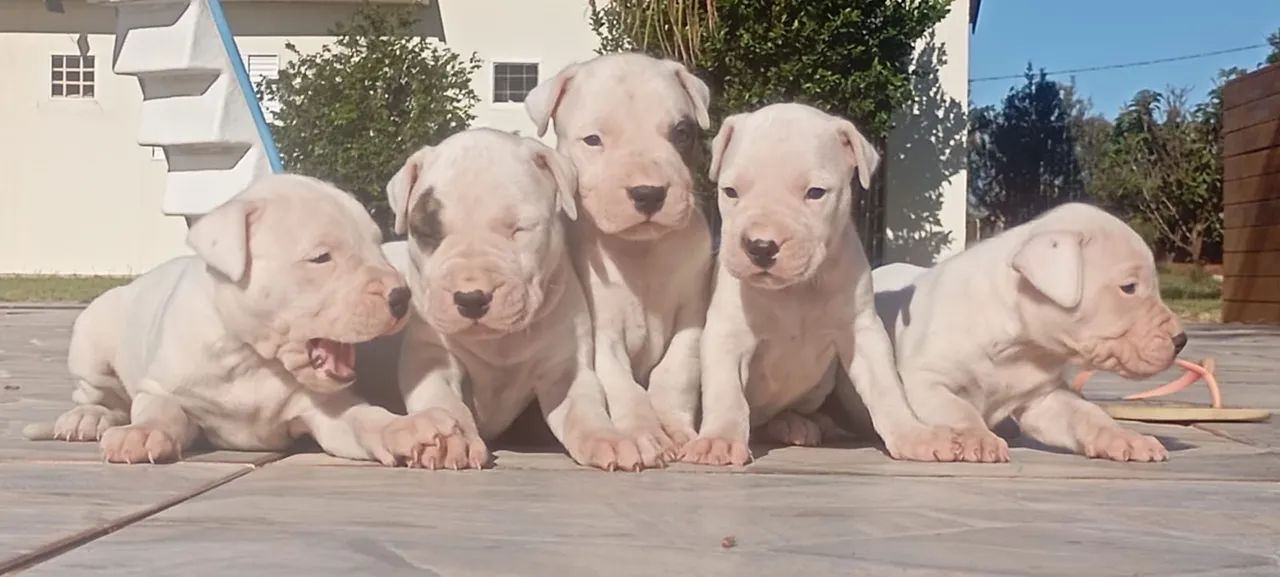Machos de DOGO ARGENTINO