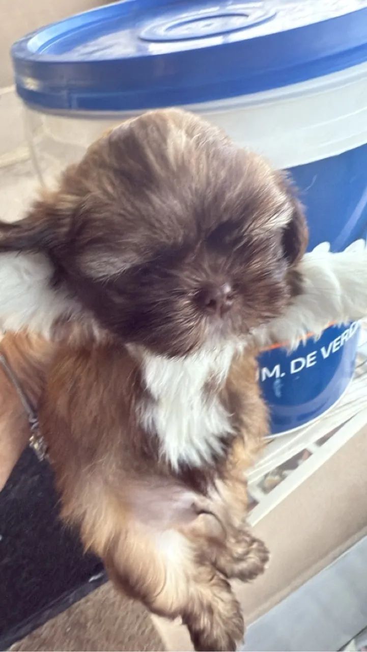 Shihtzu macho PROMO lindos  cbkc - Foto 2