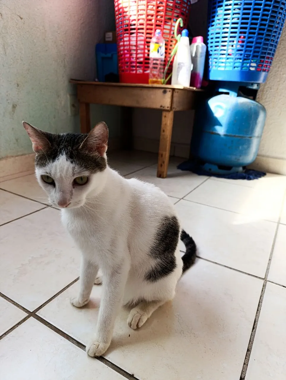 Doa-se Gata