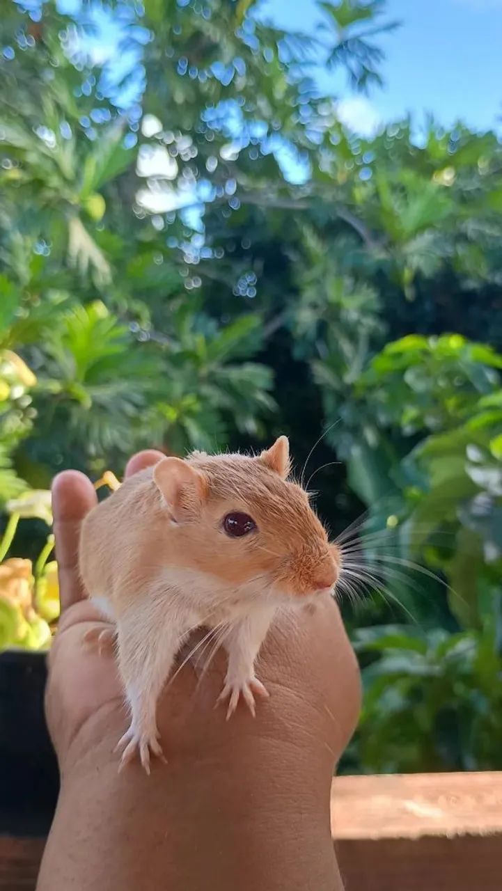 Gerbil do amor 64319183549698120