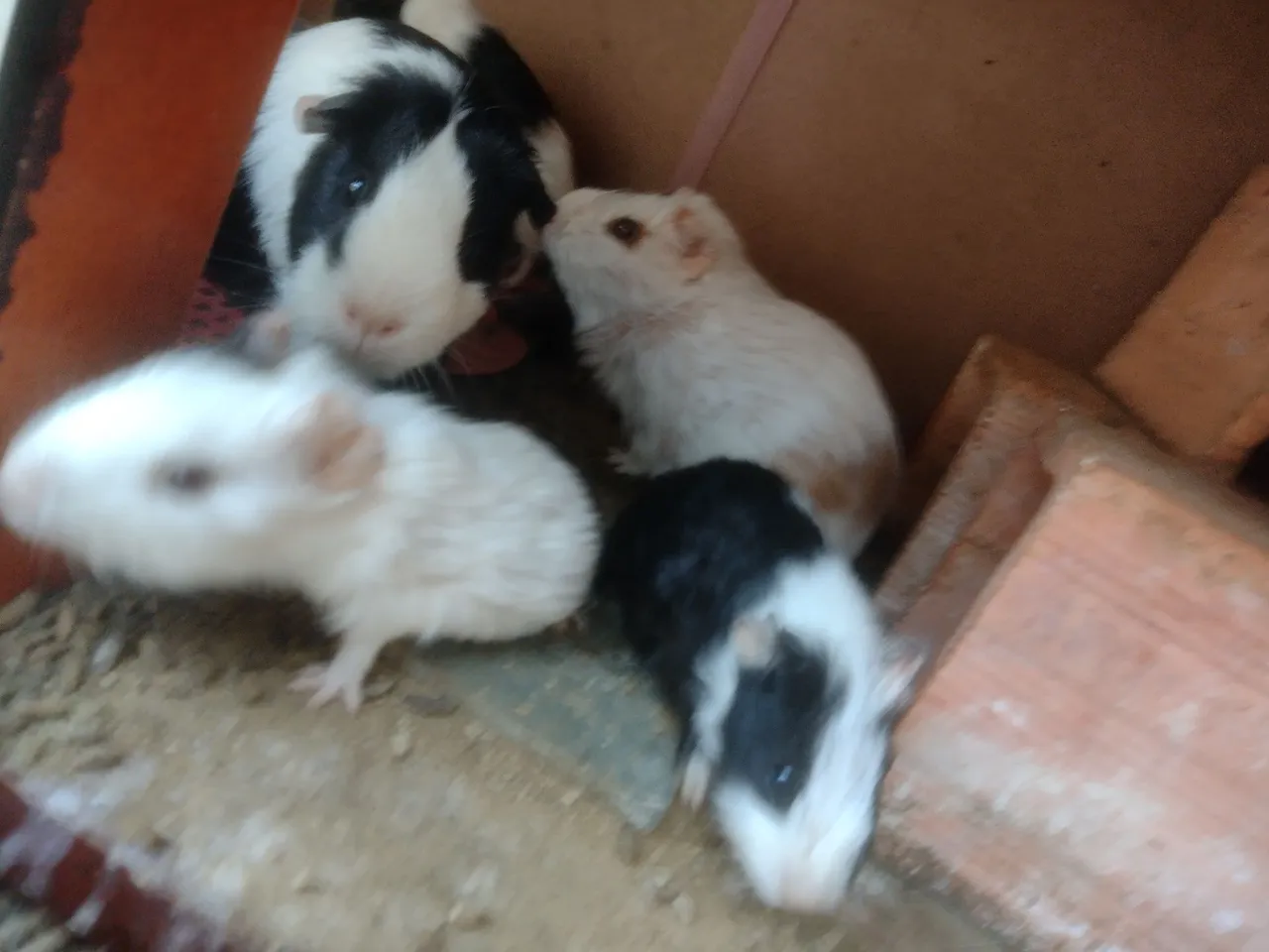Lindos Filhotes de Porquinho da Índia