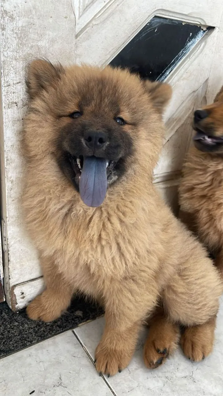 Filhote de Chow Chow
