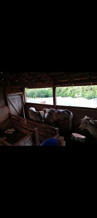 Dois garrotes  para venda - Foto 4