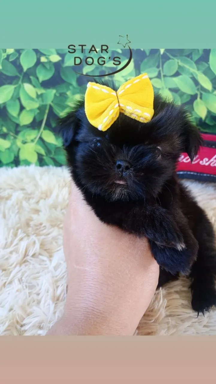 Shihtzu mini