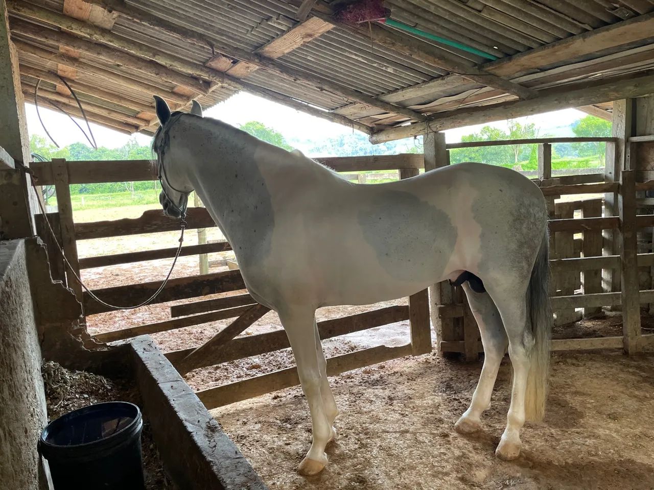 Manga-larga/ Picada  - Foto 5