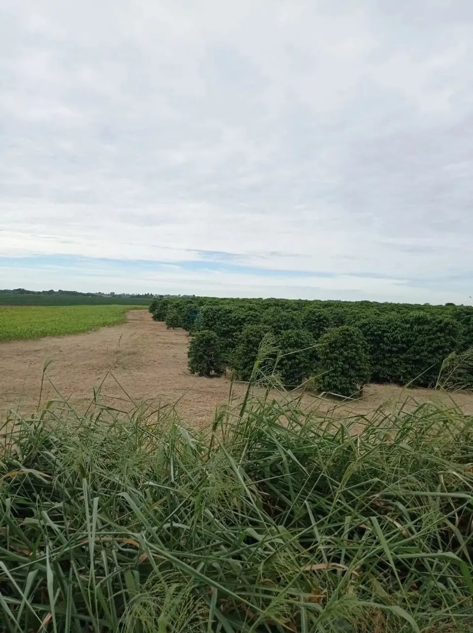 fazenda na região da cidade de franca no estado de São Paulo - Foto 3