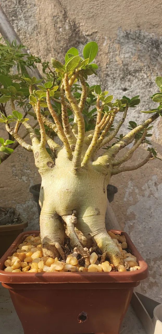 Bonsai rosa do deserto 